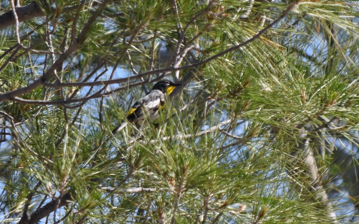 Yellow-rumped Warbler (Audubon's) - ML619189704
