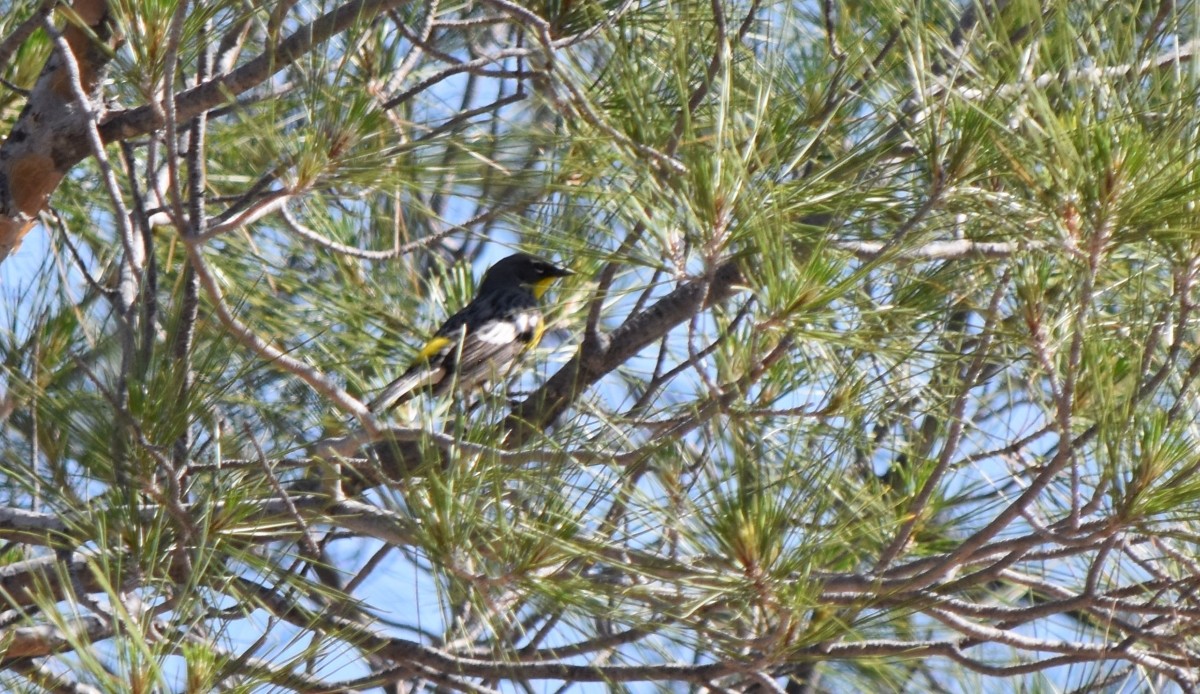 Yellow-rumped Warbler (Audubon's) - ML619189705