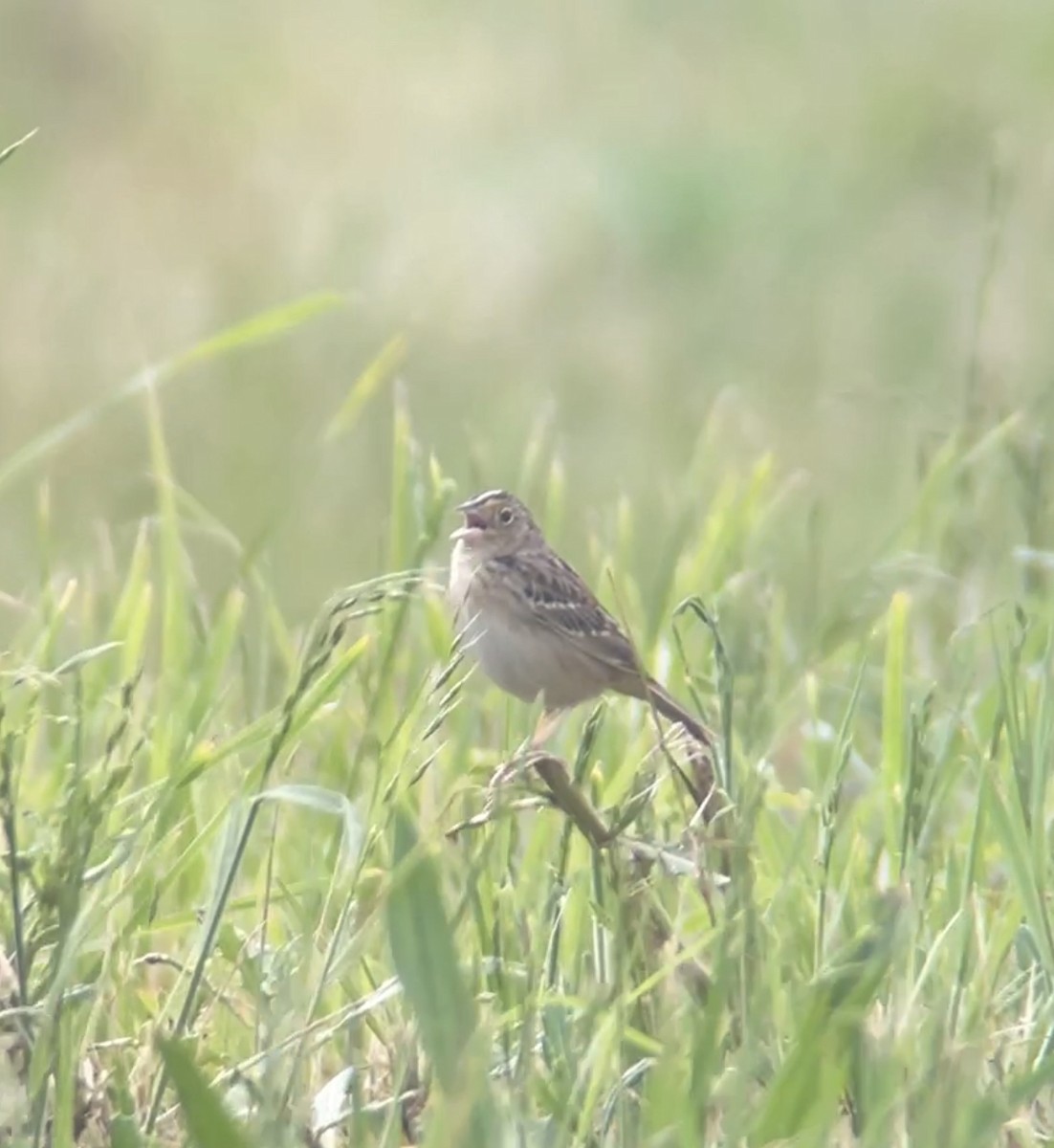 Grasshopper Sparrow - ML619189734