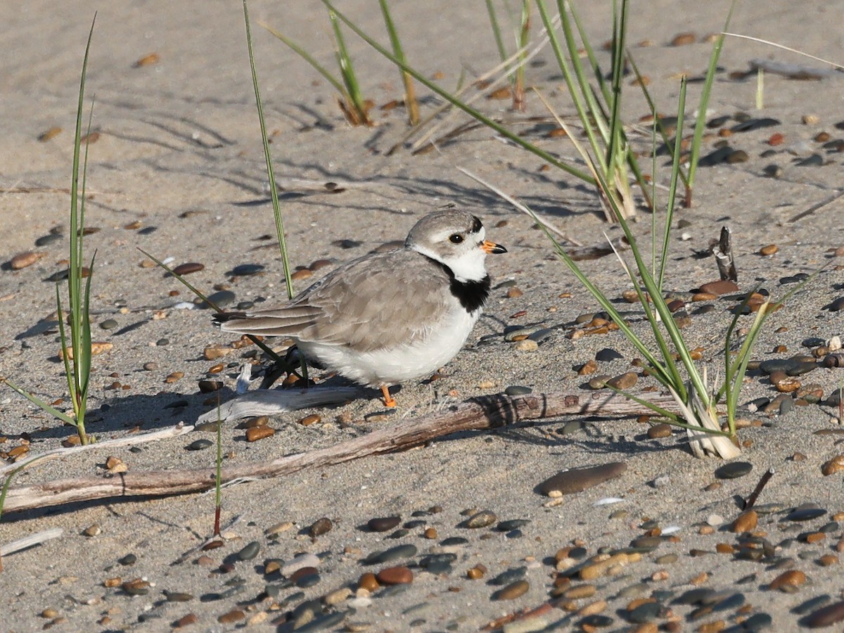 Piping Plover - ML619189743