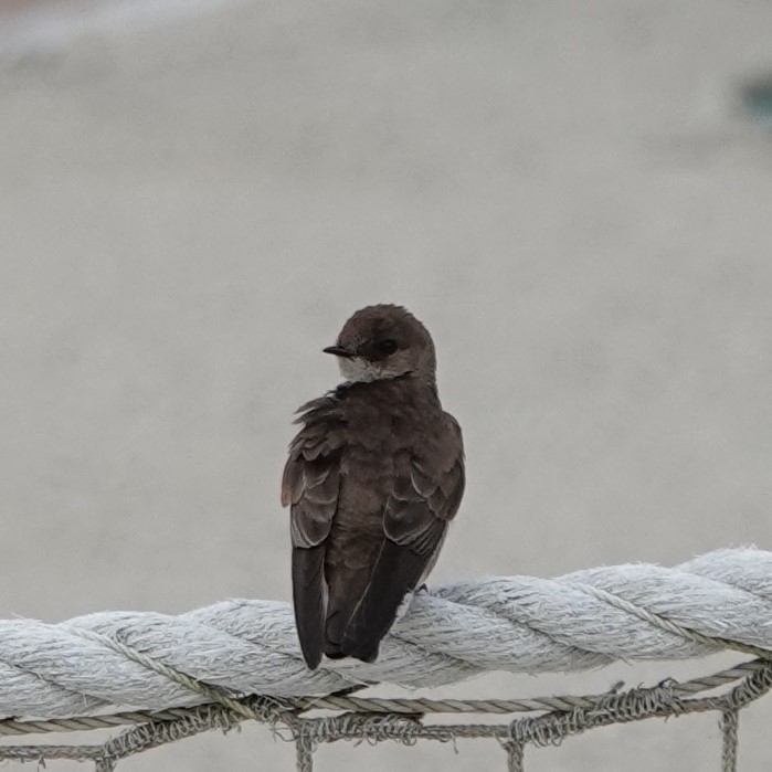 Northern Rough-winged Swallow - ML619189777