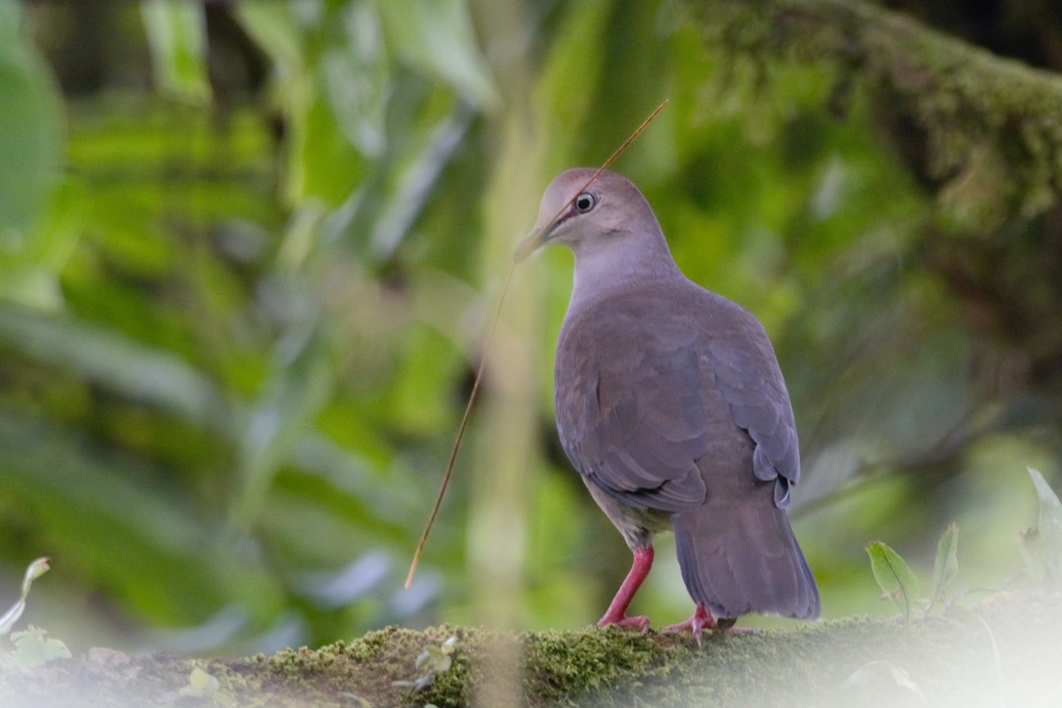 Gray-chested Dove - ML619189781