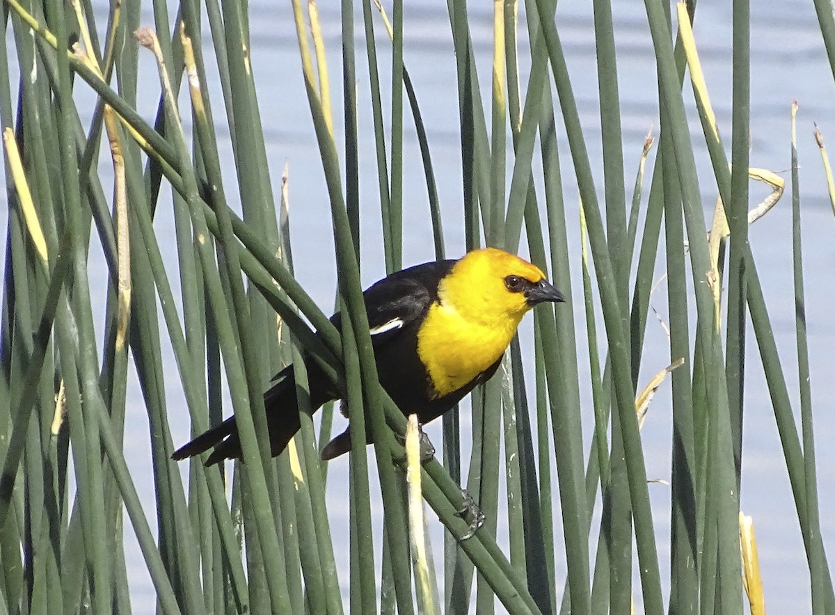 Yellow-headed Blackbird - ML619189833
