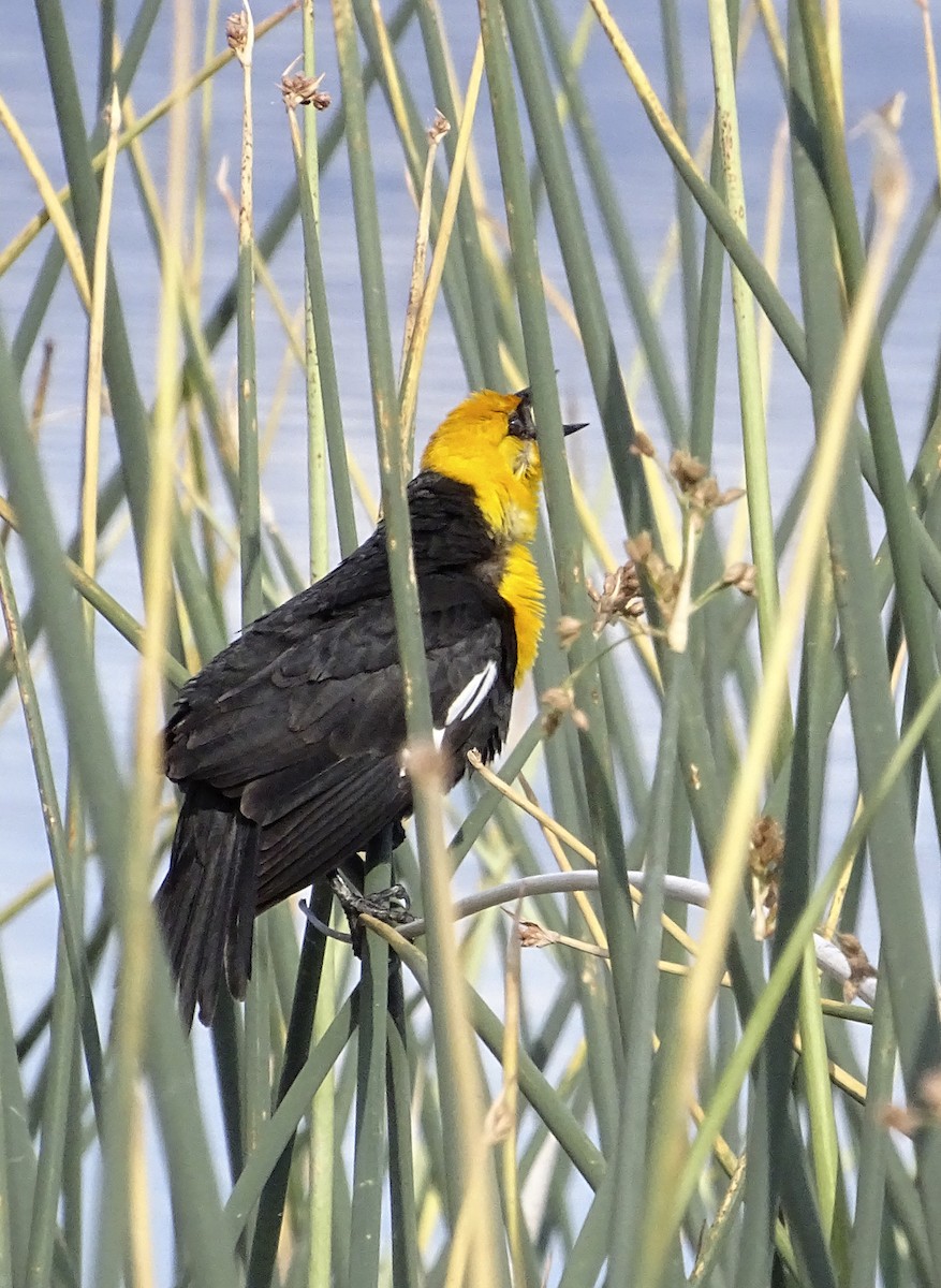 Yellow-headed Blackbird - ML619189835