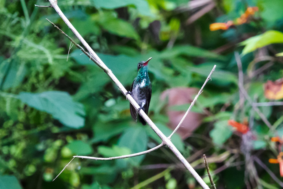 kolibřík zrcadlový - ML619189839