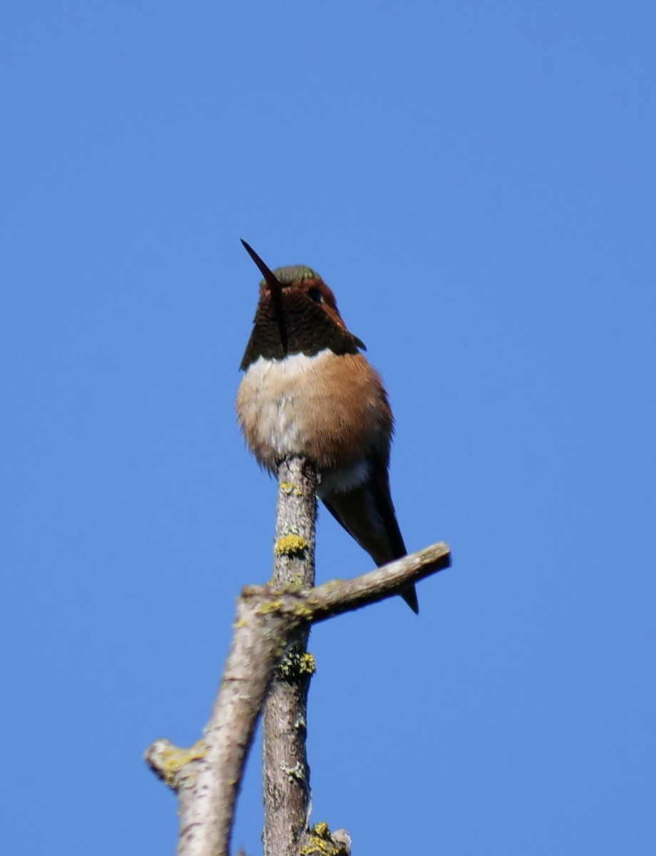 Rufous Hummingbird - ML619189882