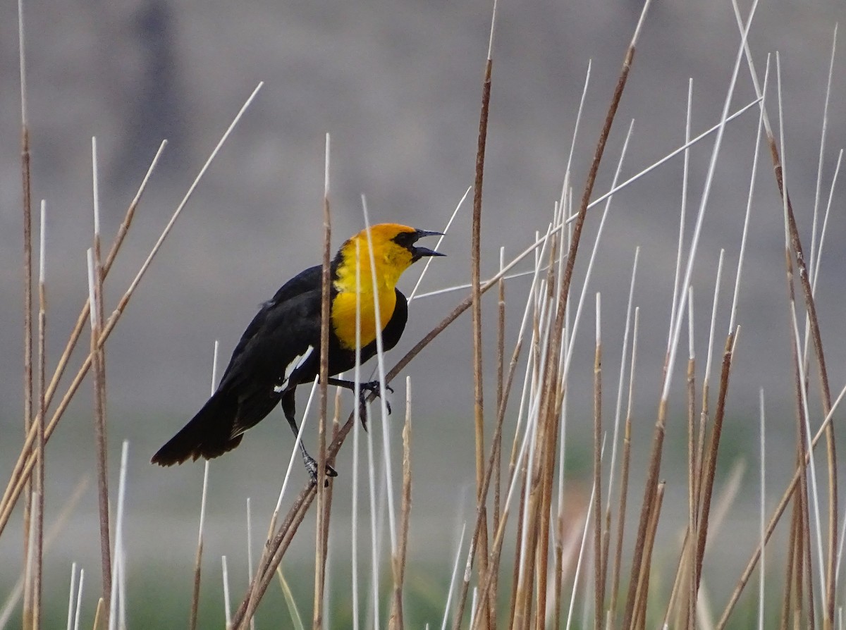 Yellow-headed Blackbird - ML619189895