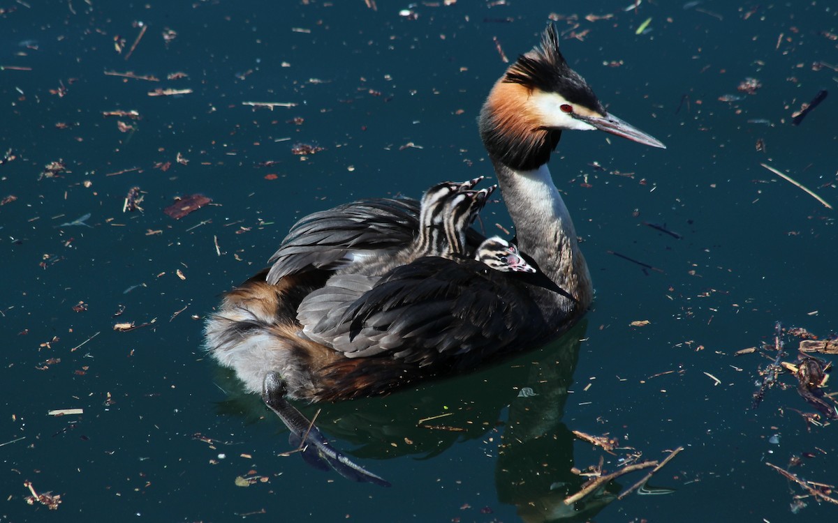 Great Crested Grebe - ML619189896