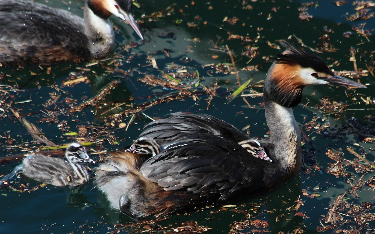 Great Crested Grebe - ML619189897