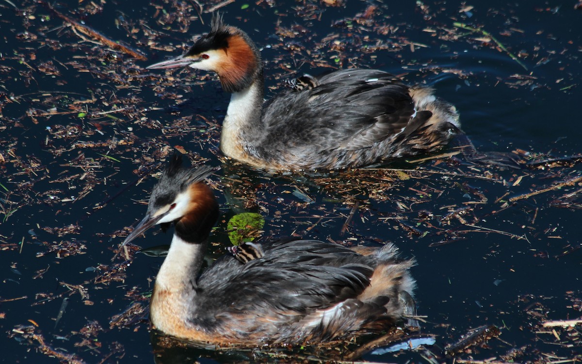 Great Crested Grebe - ML619189898