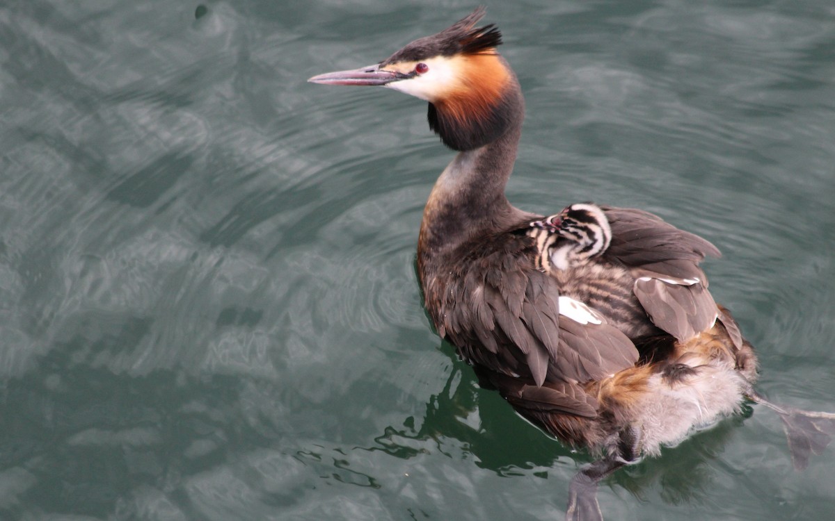 Great Crested Grebe - ML619189899