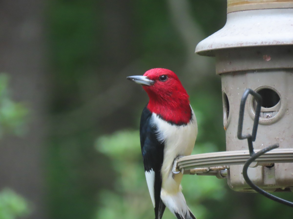 Red-headed Woodpecker - ML619189918