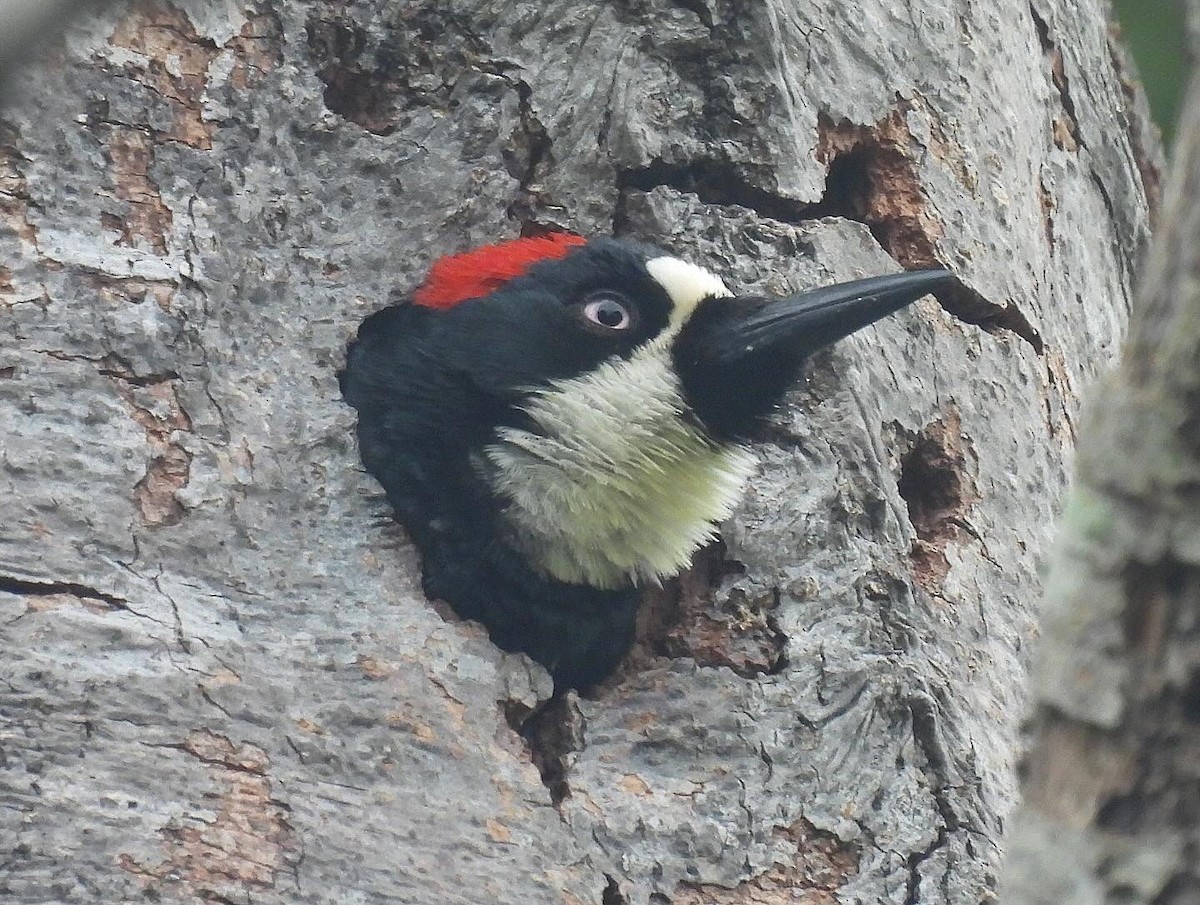 Acorn Woodpecker - ML619189990