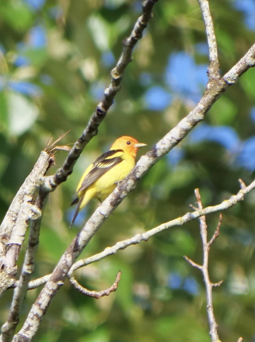 Western Tanager - ML619189994