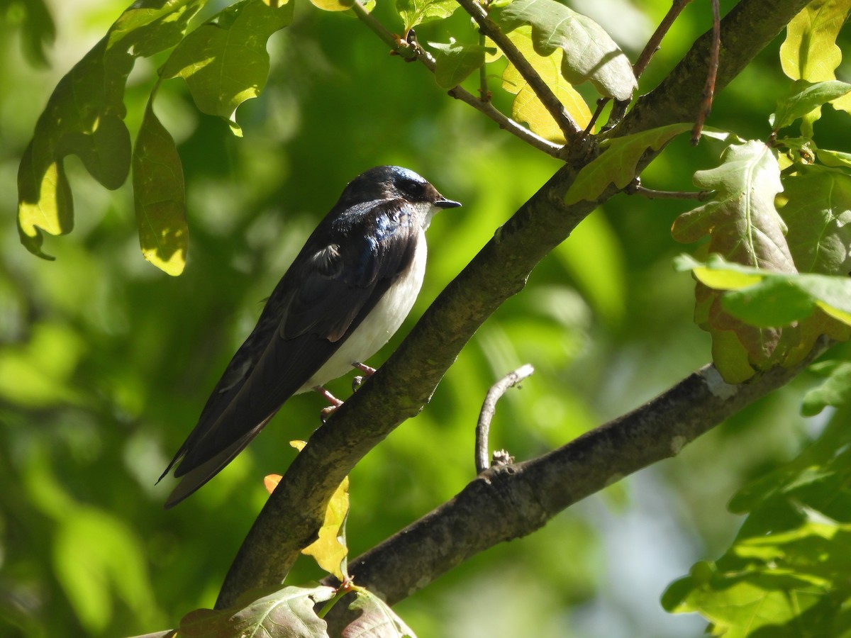 Tree Swallow - ML619189997