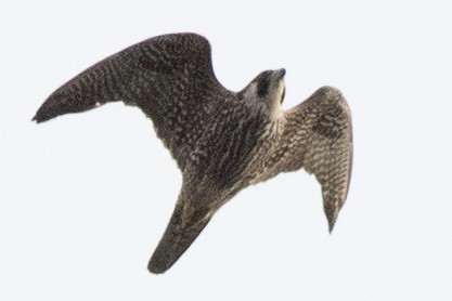 Peregrine Falcon (North American) - ML619190004