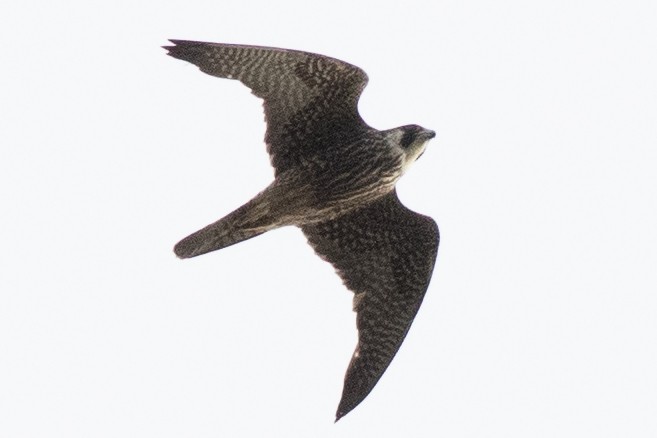 Peregrine Falcon (North American) - ML619190005