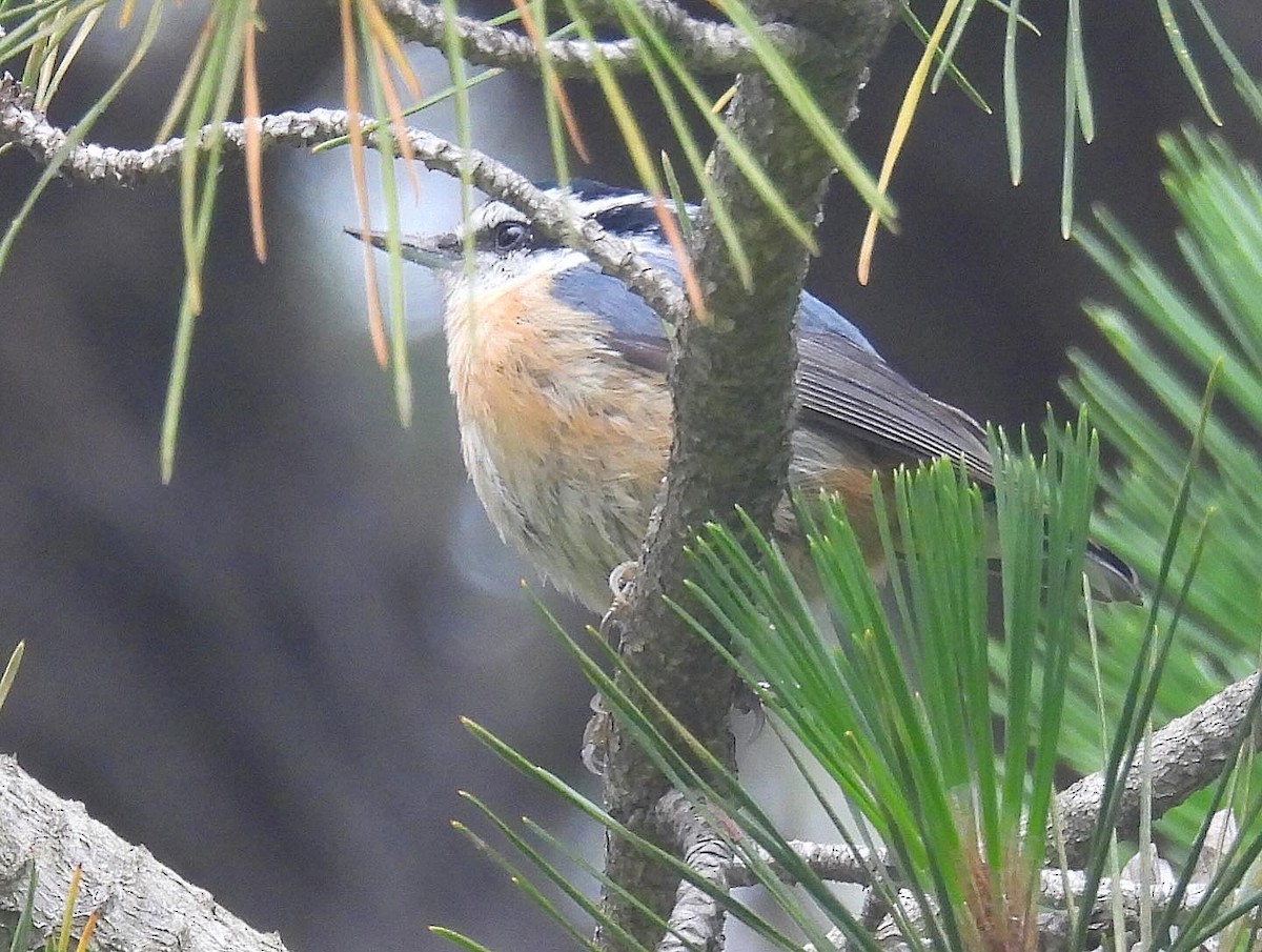 Red-breasted Nuthatch - ML619190059