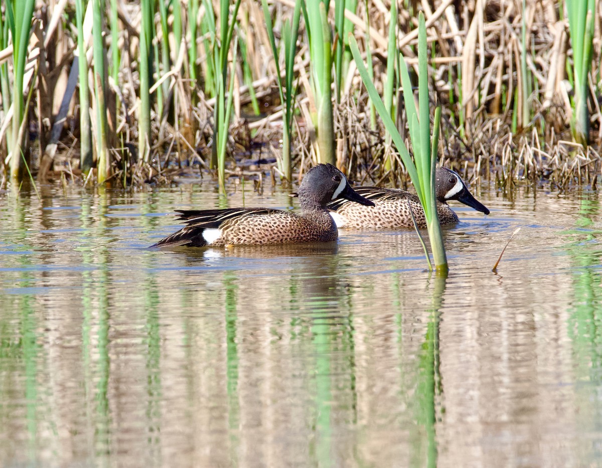 Blue-winged Teal - ML619190071