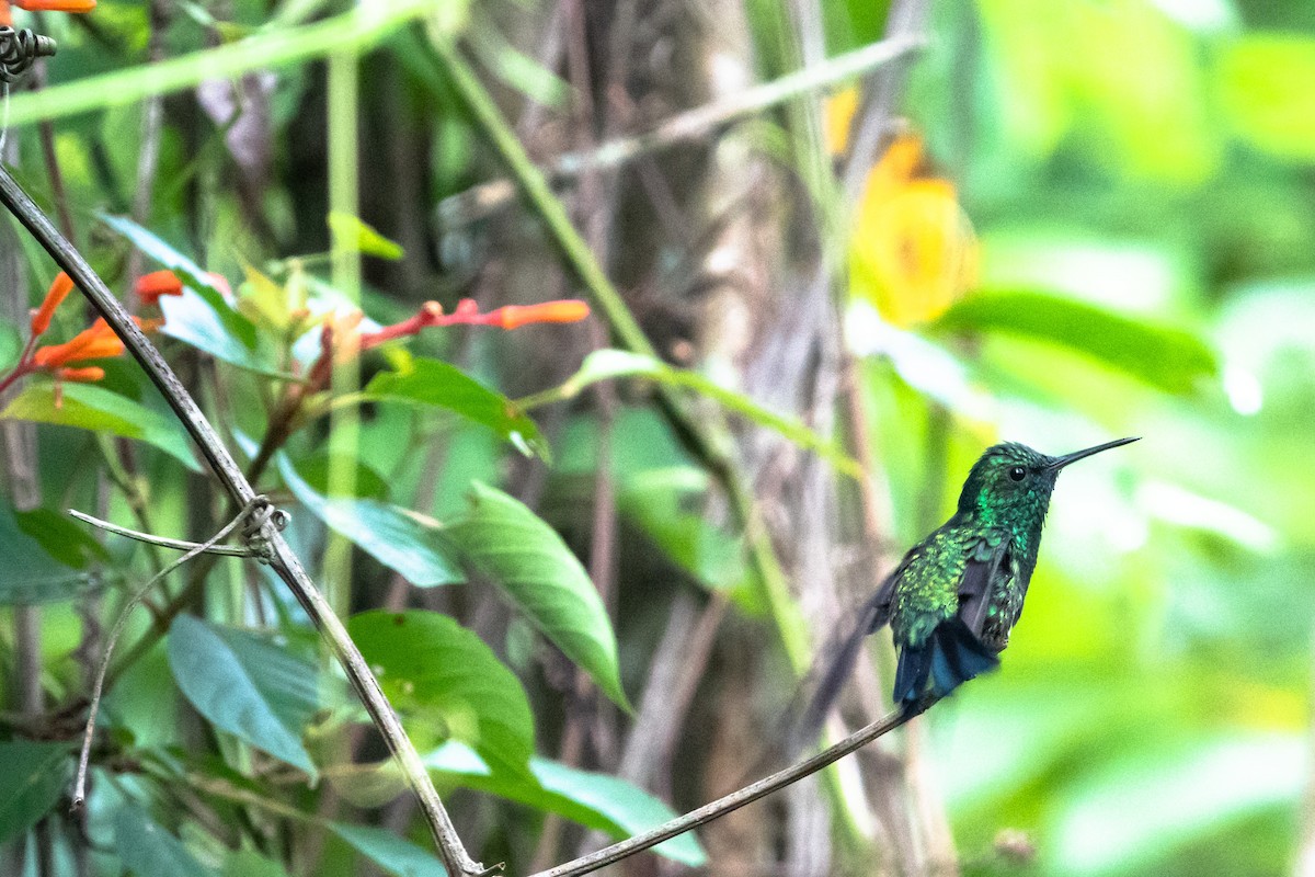 kolibřík modroocasý - ML619190097