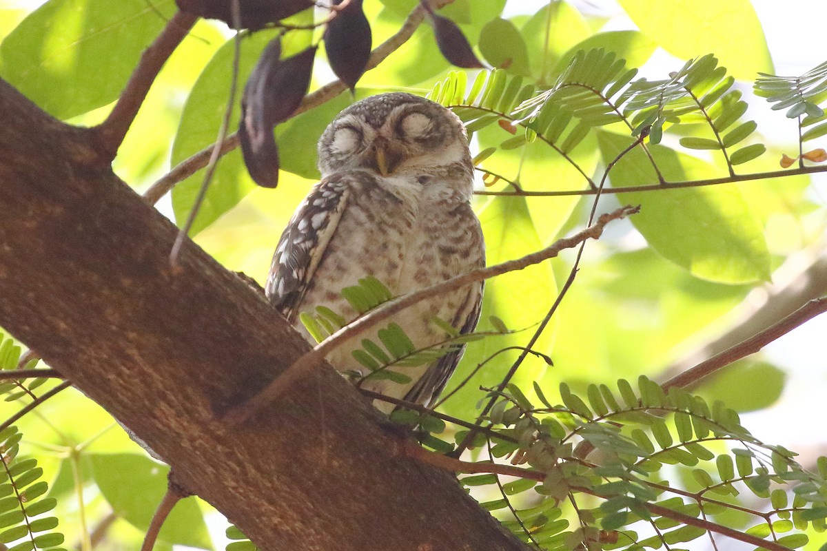 Spotted Owlet - ML619190114