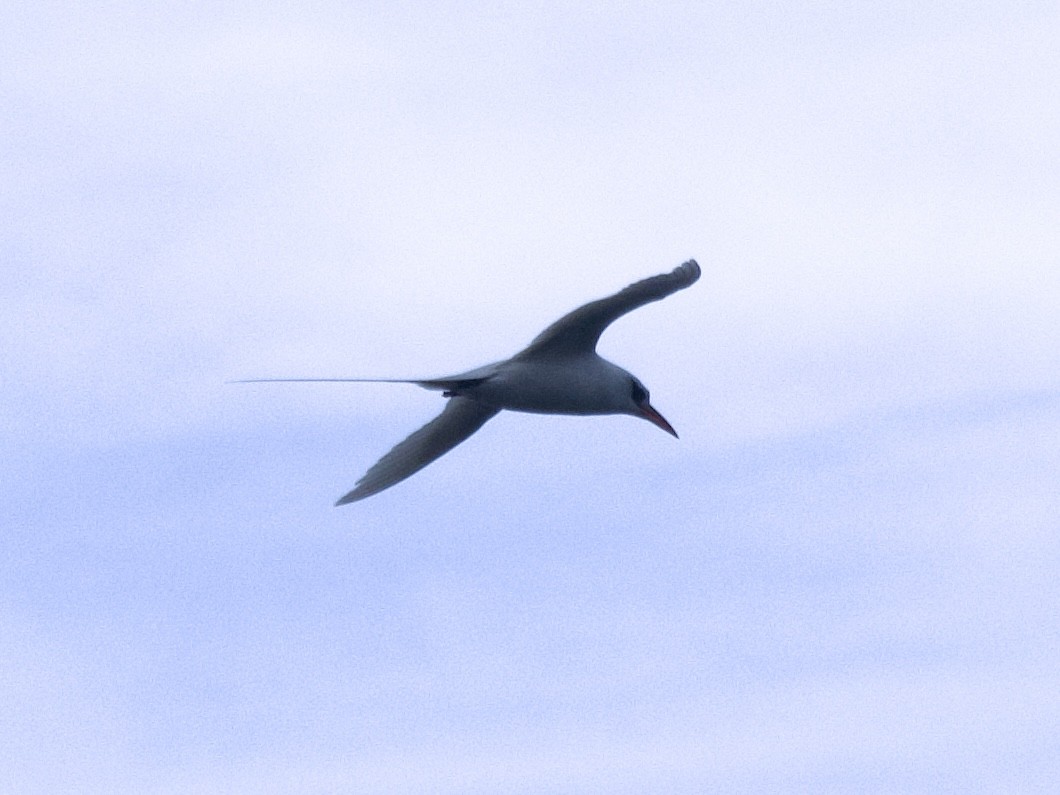 Red-tailed Tropicbird - ML619190122