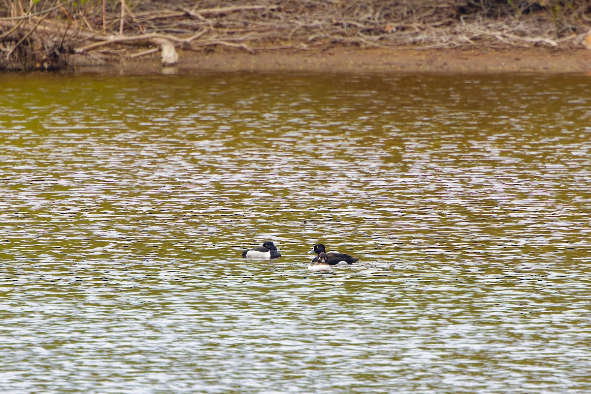 Ring-necked Duck - ML619190133
