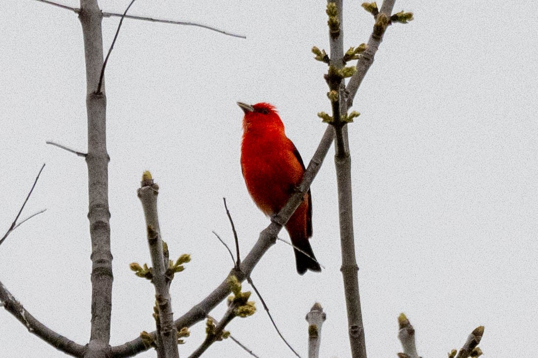 Scarlet Tanager - ML619190145