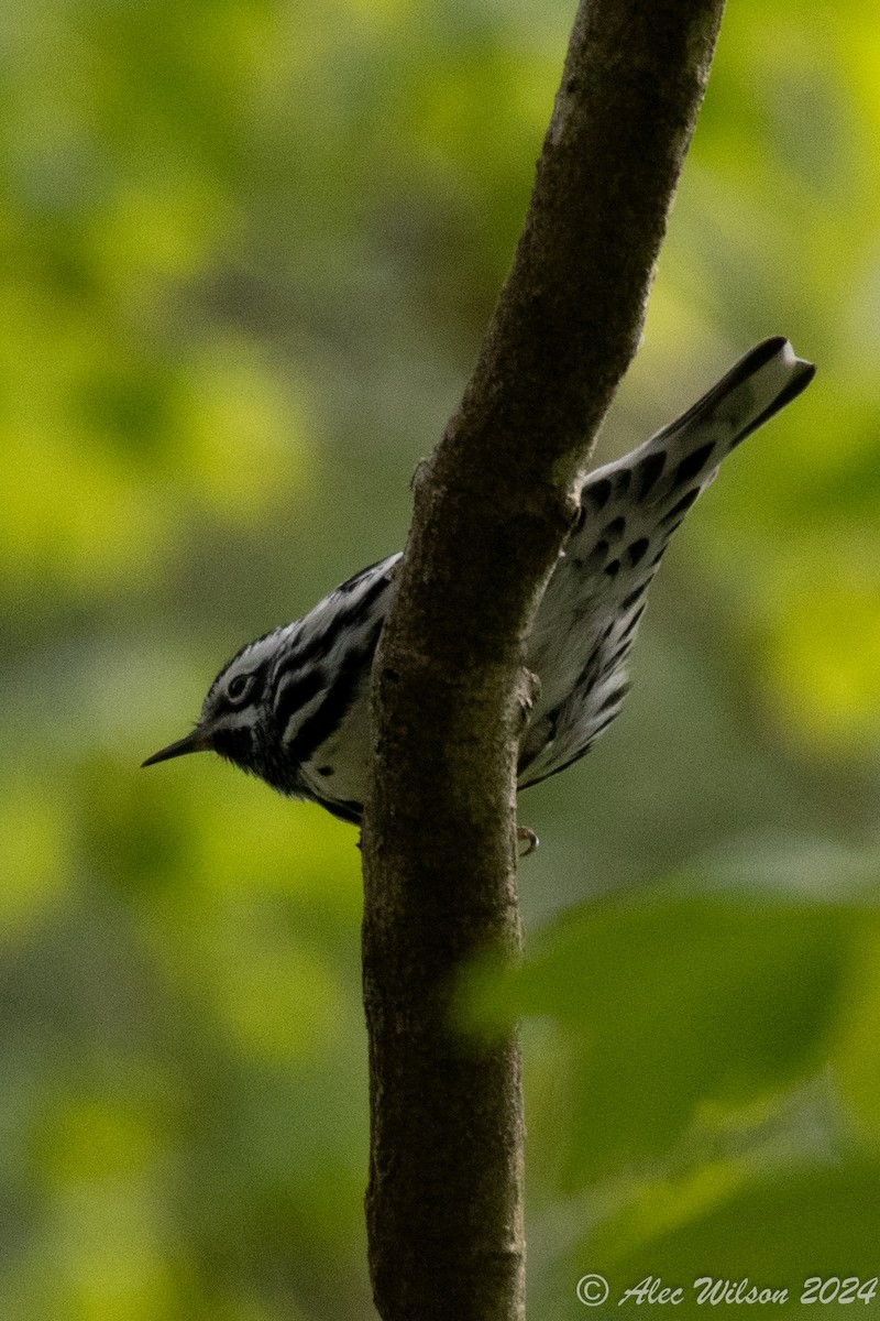 Black-and-white Warbler - ML619190147