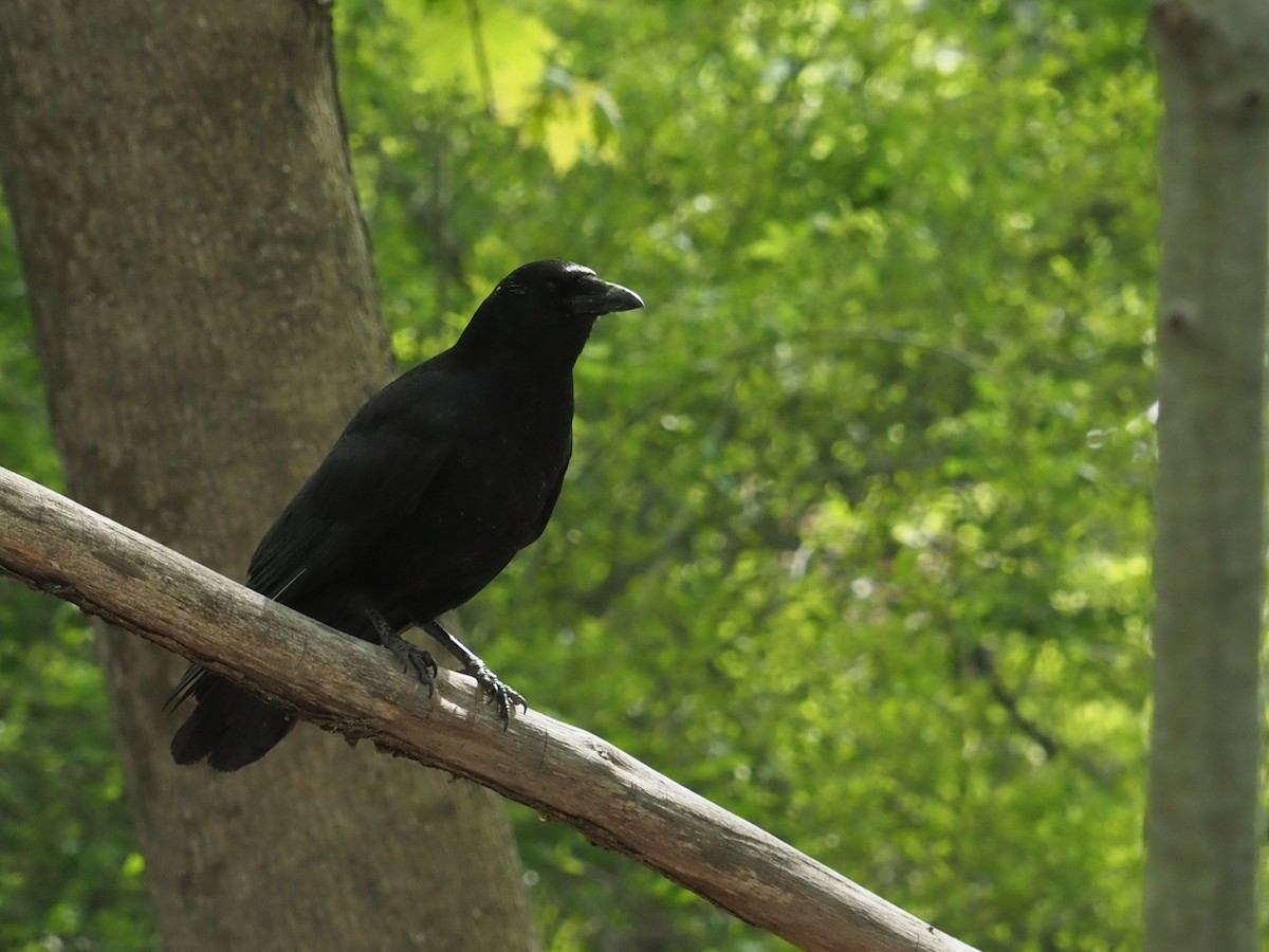 American Crow - ML619190171