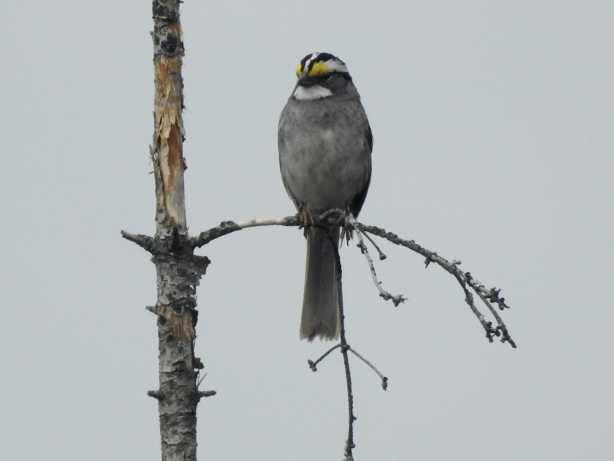 White-throated Sparrow - ML619190175