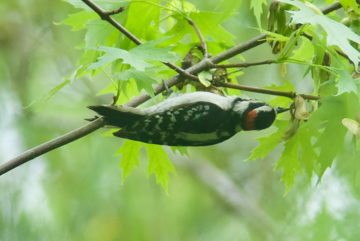 Downy Woodpecker - ML619190184