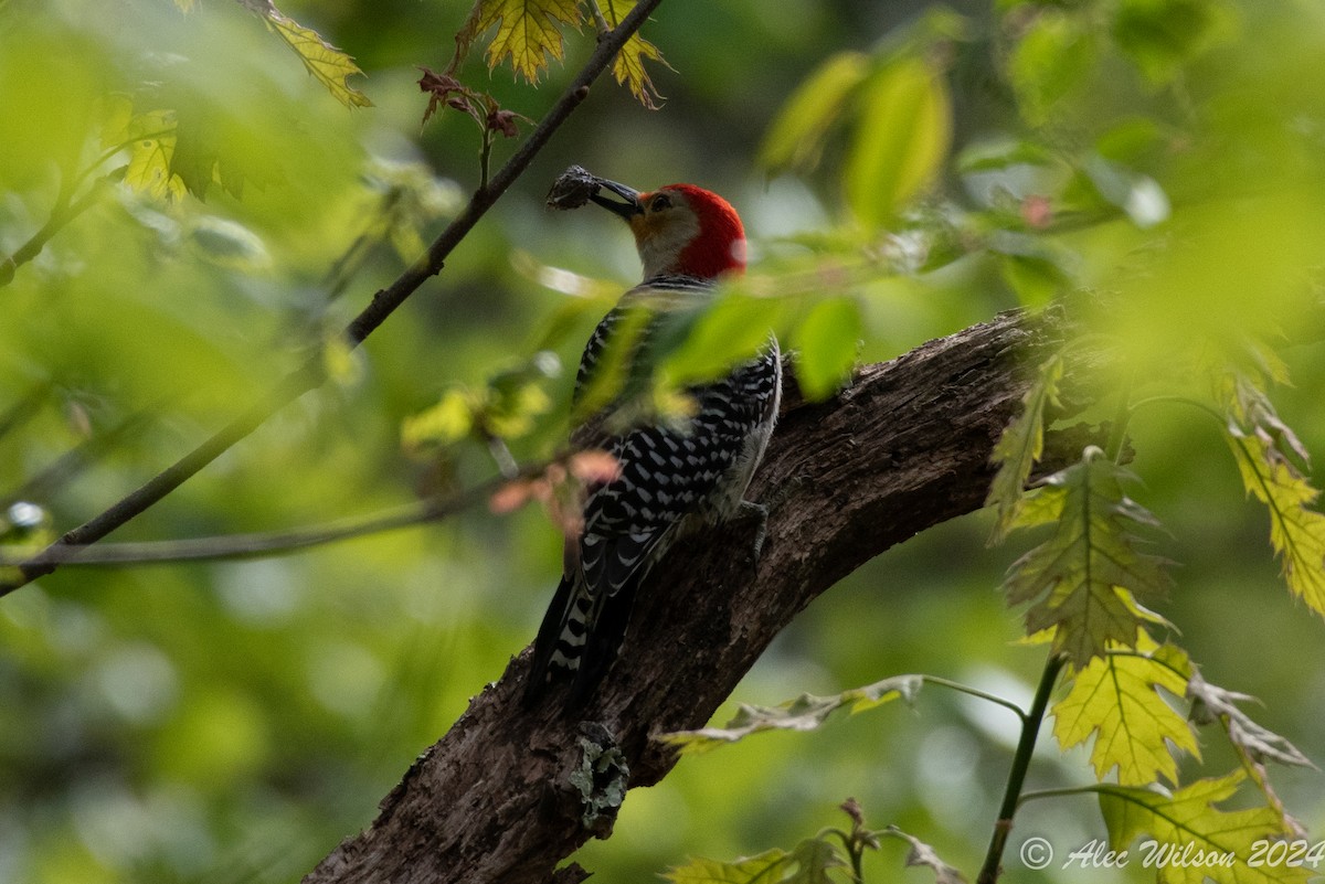 Red-bellied Woodpecker - ML619190190