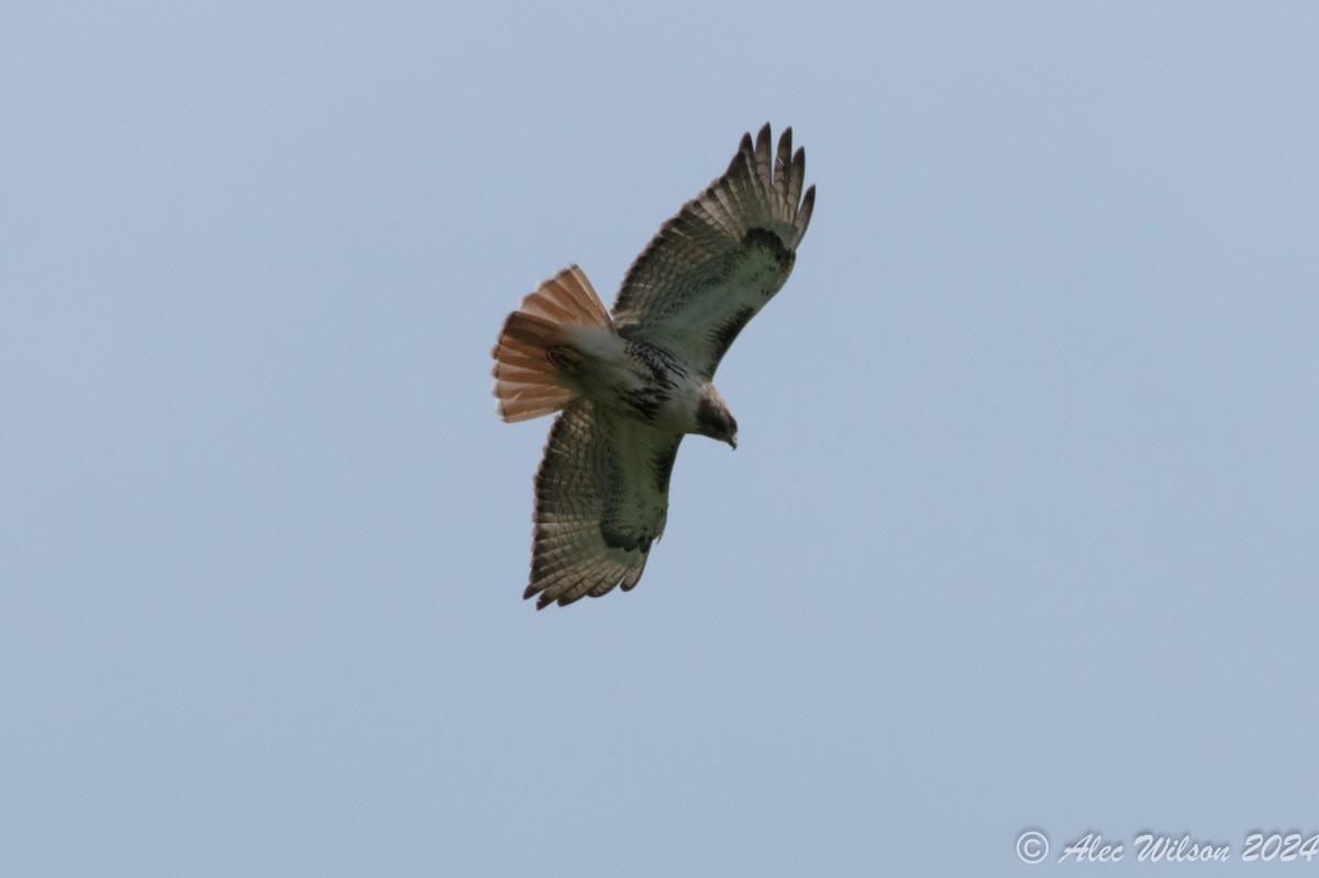Red-tailed Hawk - ML619190202
