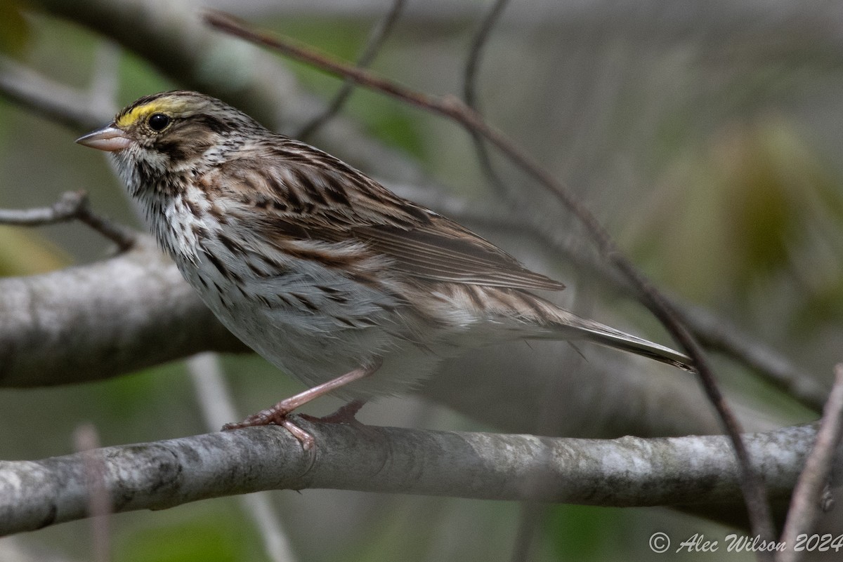 Savannah Sparrow - ML619190212