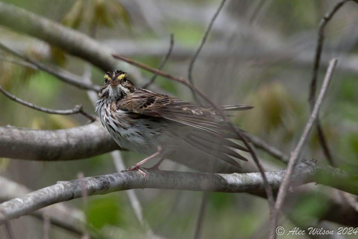 Savannah Sparrow - ML619190213