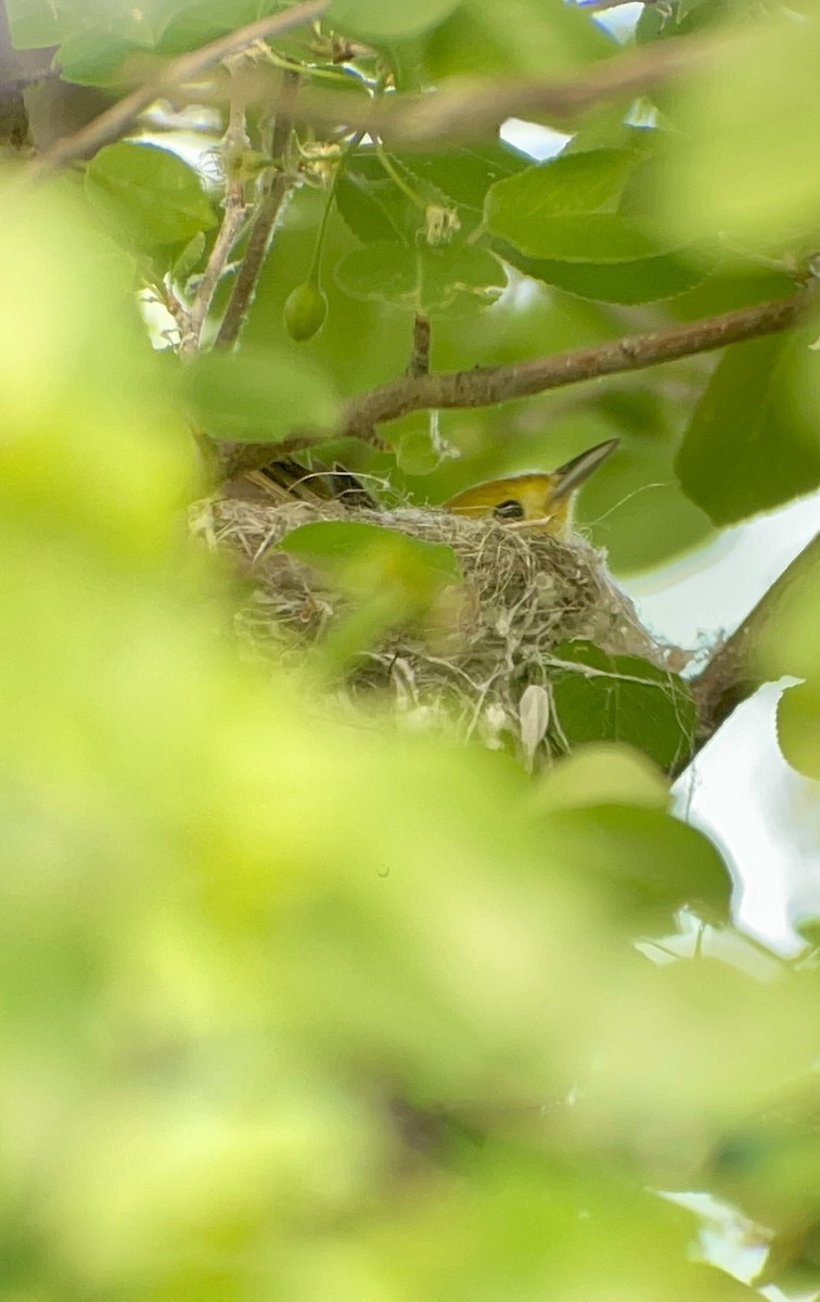 Yellow Warbler (Northern) - ML619190232