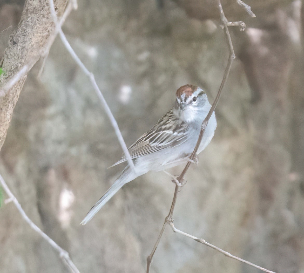 Chipping Sparrow - ML619190236