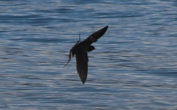 Barn Swallow - ML619190238