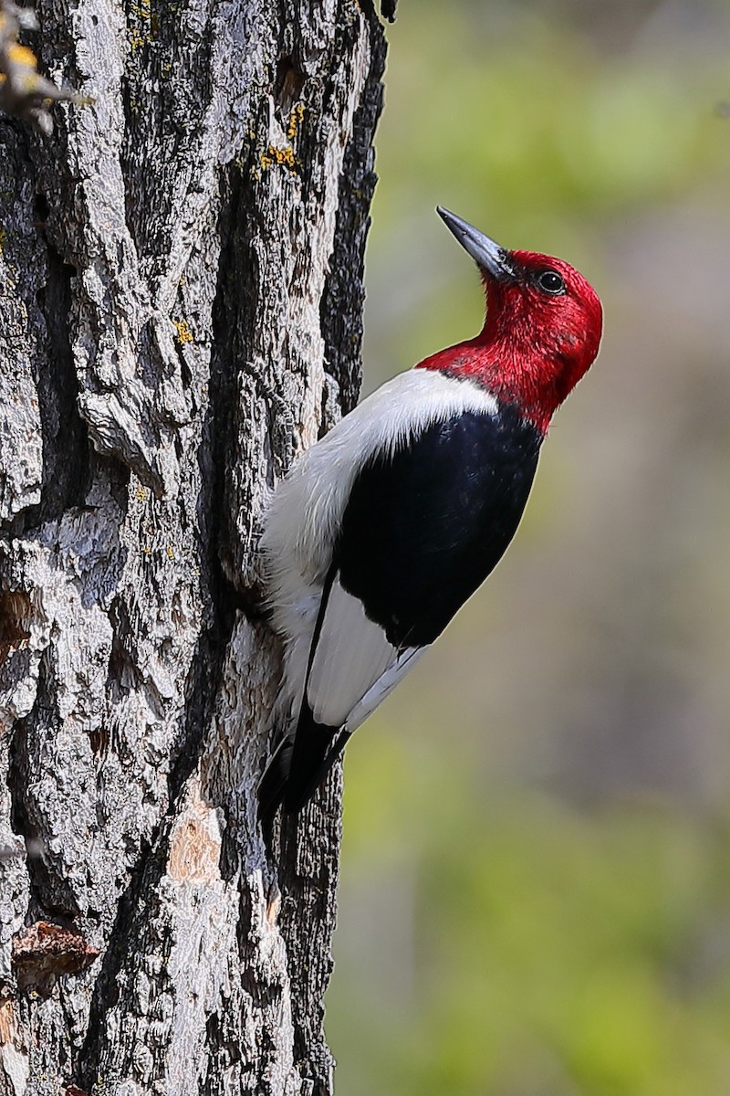 Red-headed Woodpecker - ML619190244
