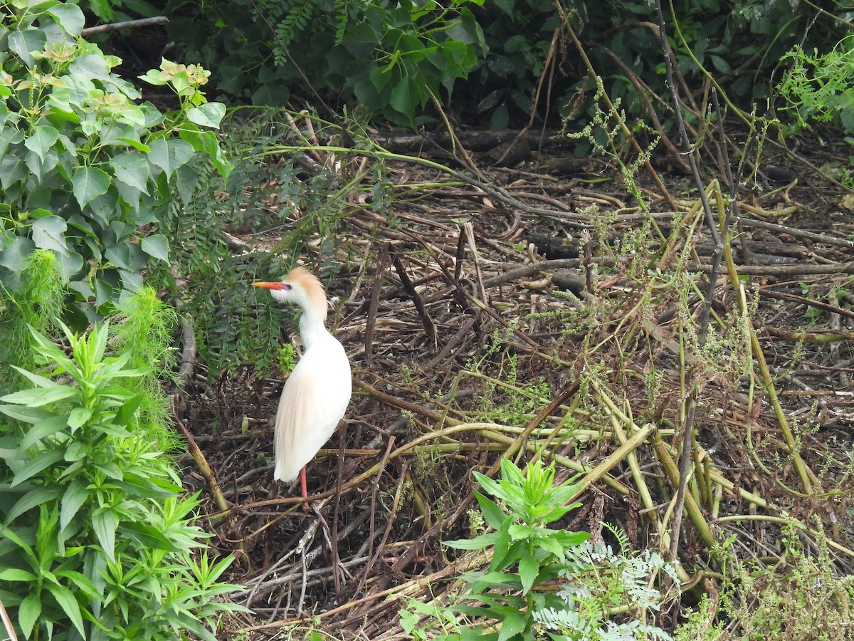 Чапля єгипетська (підвид ibis) - ML619190251