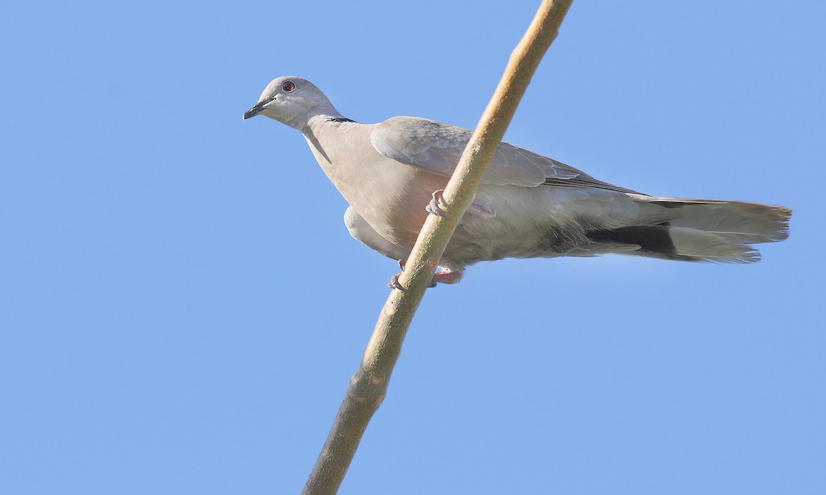Eurasian Collared-Dove - ML619190255