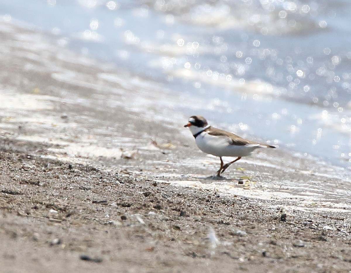 Semipalmated Plover - ML619190278