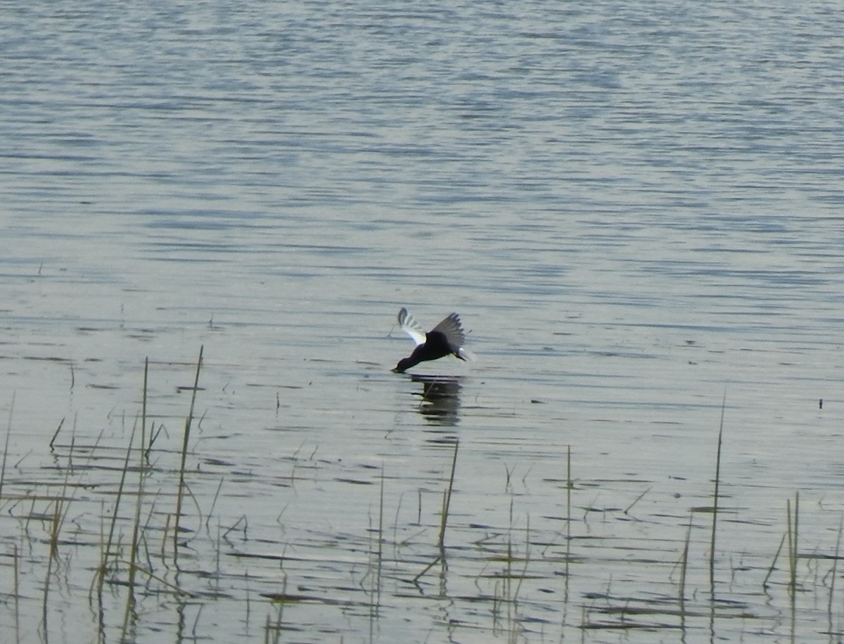 White-winged Tern - ML619190284