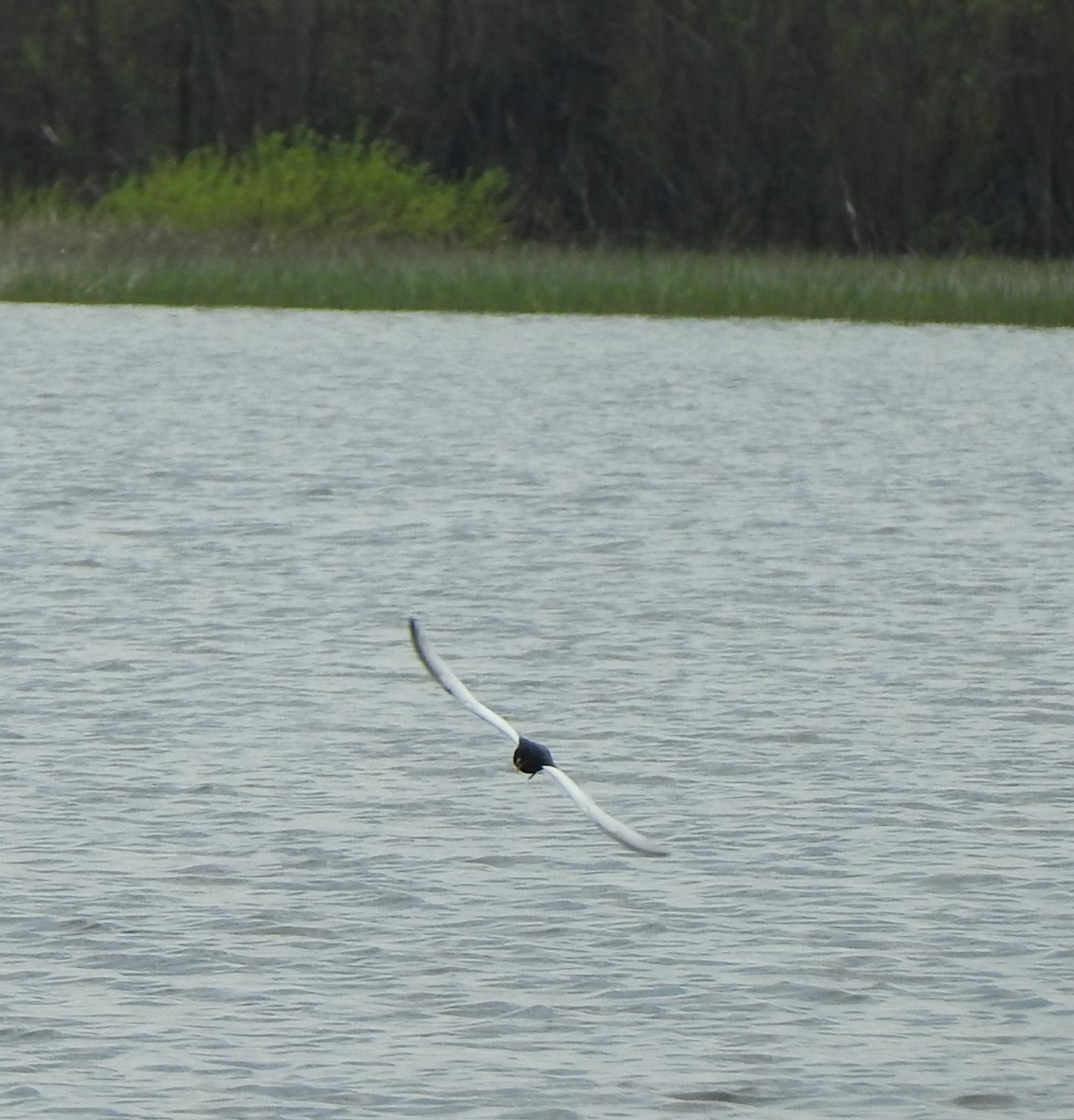 White-winged Tern - ML619190287
