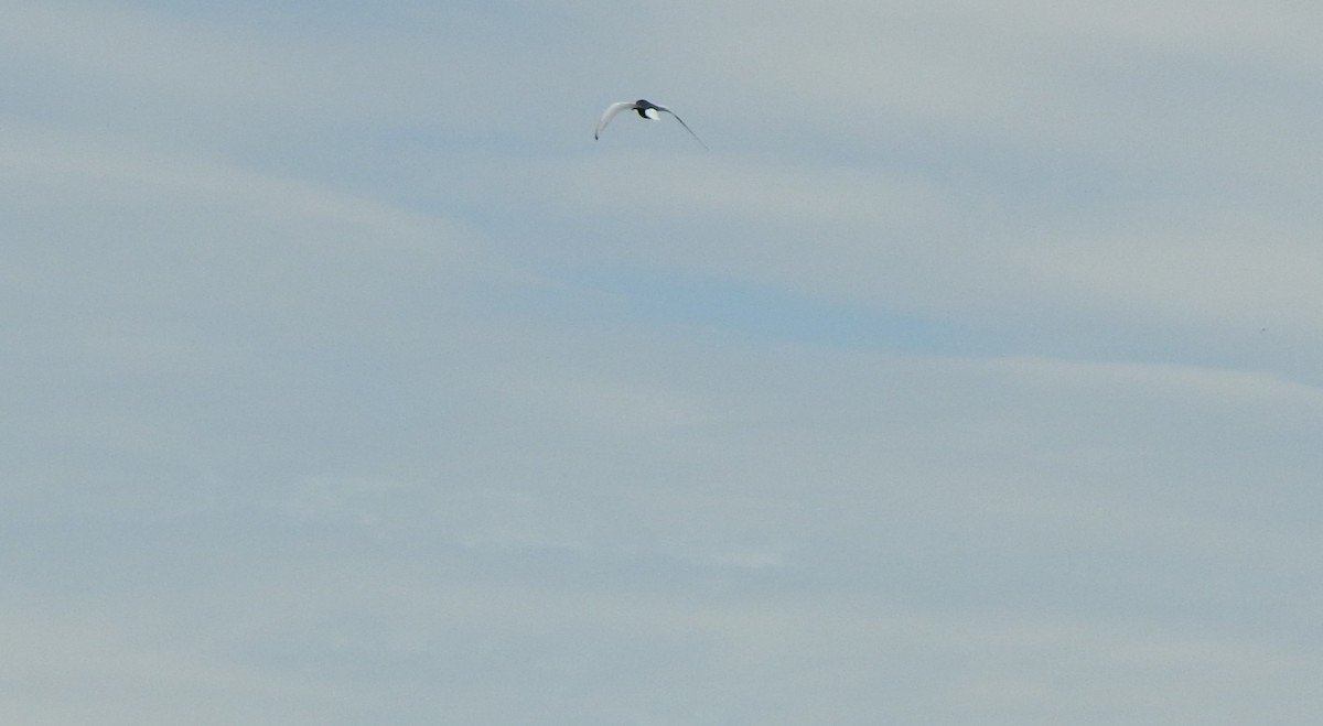 White-winged Tern - ML619190288