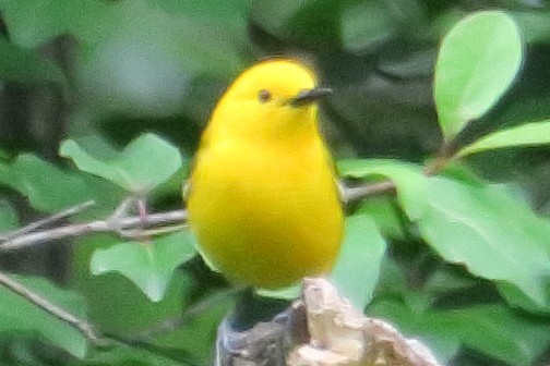Prothonotary Warbler - ML619190444