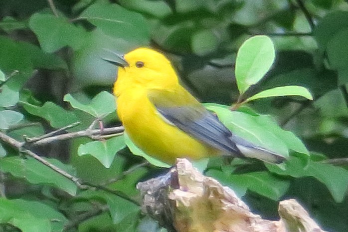 Prothonotary Warbler - ML619190445
