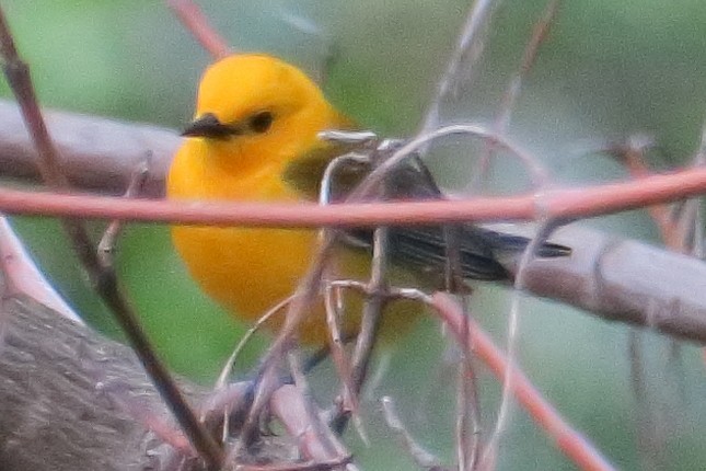 Prothonotary Warbler - ML619190446