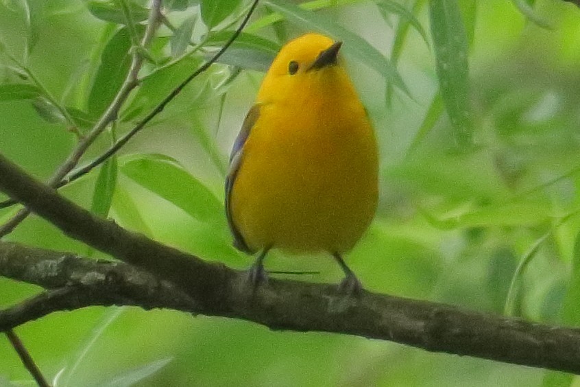 Prothonotary Warbler - ML619190447